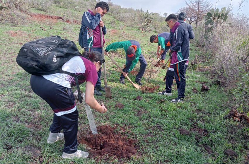  Cecytem plantó 40 mil pinos y cedros en jornada de reforestación