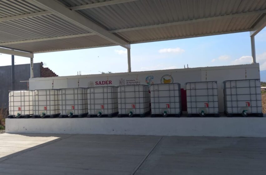  Con tecnología, Michoacán mejora calidad de productos agropecuarios: Sader