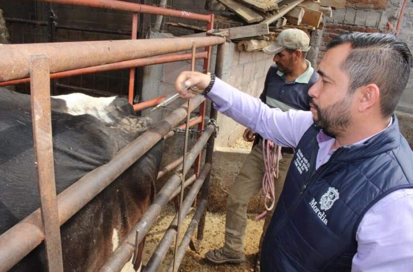  Gobierno de Morelia aplicó con éxito más de 4 mil 500 dosis para prevenir enfermedades en ganado