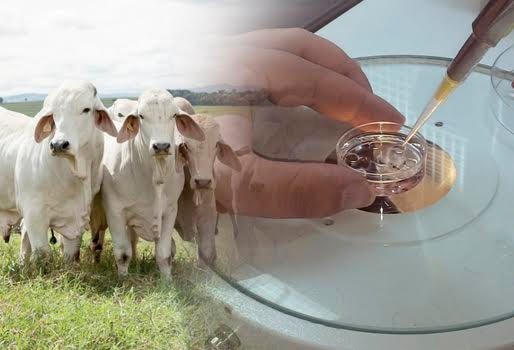 Apoya Sader a productores para mejoramiento genético de hatos ganaderos