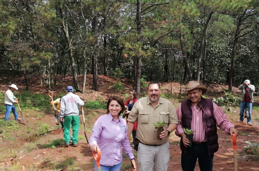 Michoacán busca denominación de Agave Responsable con el Ambiente