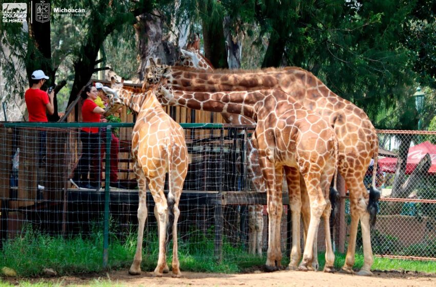  Escápate al Zoológico de Morelia antes del regreso a clases