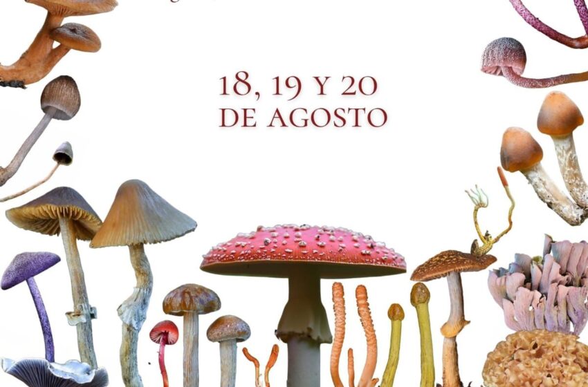  Conoce las más de 250 especies de hongos en la feria de Senguio