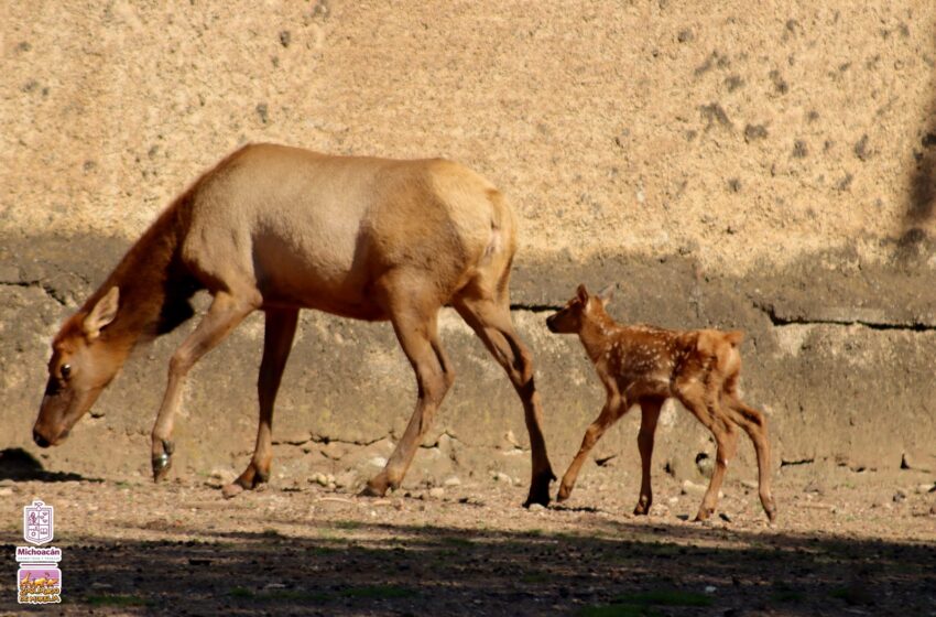  Nacen tres crías de ciervo canadiense en el Zoológico de Morelia