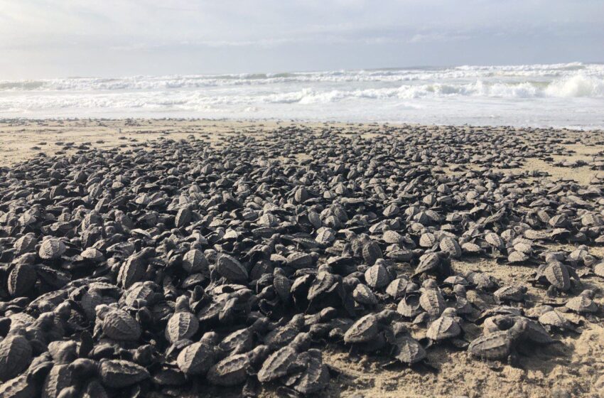 Compesca y pueblos indígenas acuerdan proteger a tortugas marinas