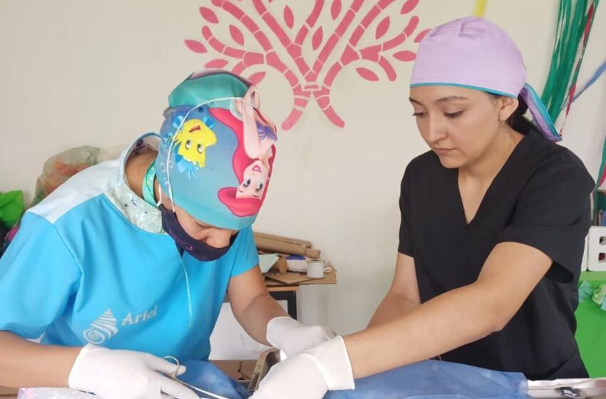 Sedebi lleva jornada de esterilización canina y felina a Jacona