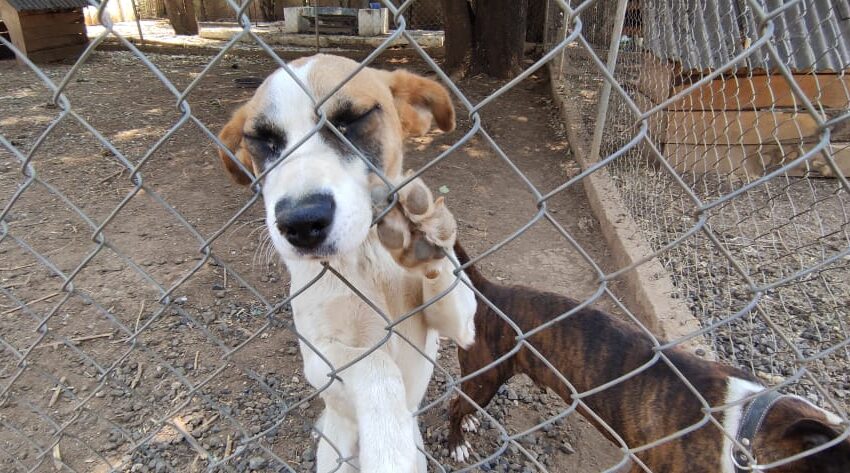  Brinda Centro de Atención Animal servicios a bajo costo para mascotas de compañía