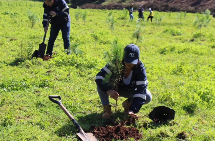  Ayuntamiento de Morelia avanza en la Campaña de Reforestación 2023