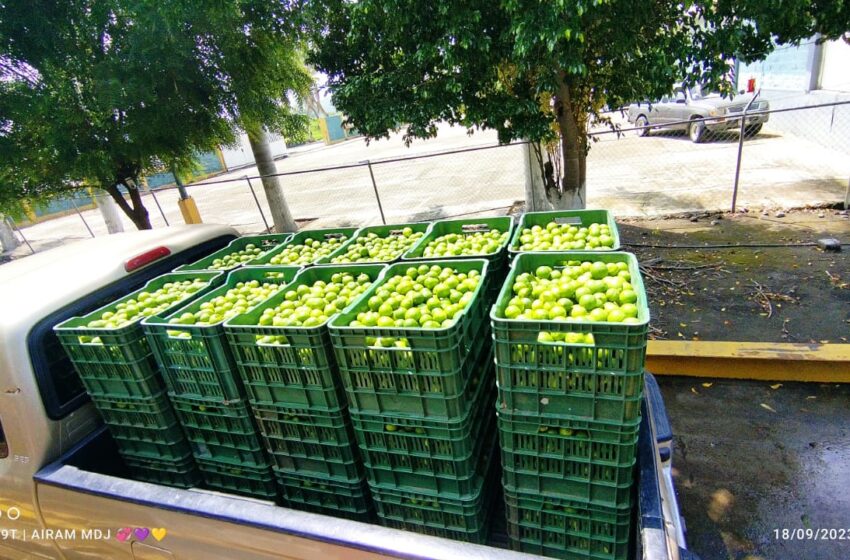  Sin contratiempos se realizó tianguis limonero de Apatzingán: Sader