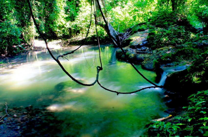  Se sumaron 15 mil hectáreas a Áreas Naturales Protegidas con Gobierno de Bedolla