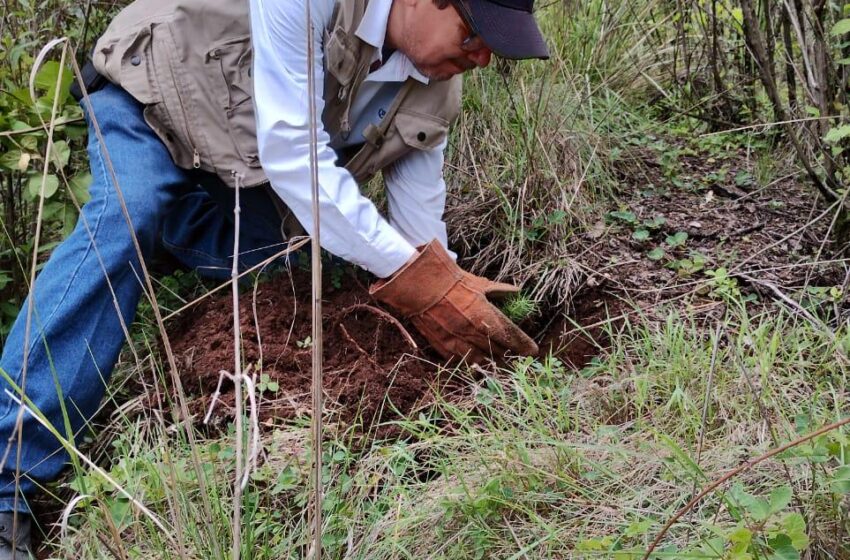 Por cumplirse, meta de reforestación 2023: Cofom