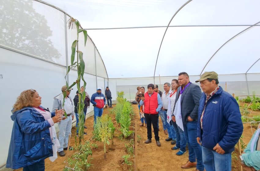  Entrega Sader semillas de hortalizas a familias de la Meseta Purépecha