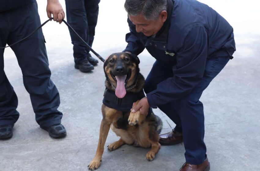  Desde Hungría: Ciki y Diego, caninos detectores de narcóticos, se suman a la operatividad de la Guardia Civil Michoacán