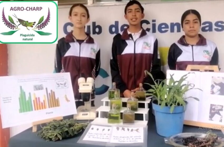  Alumnos del Cecytem crean plaguicida natural para combatir chapulín en cultivos