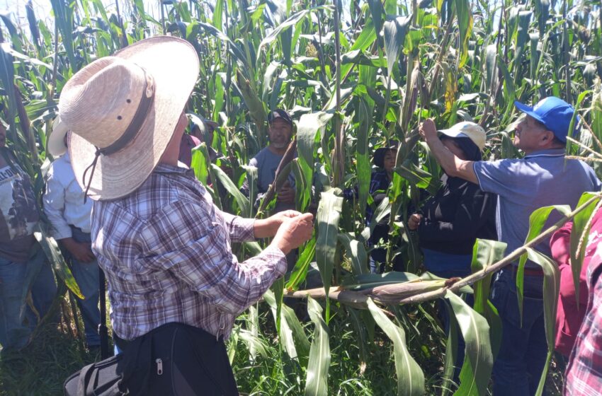 Entregará Sader semillas y fertilizantes a productores afectados por sequía