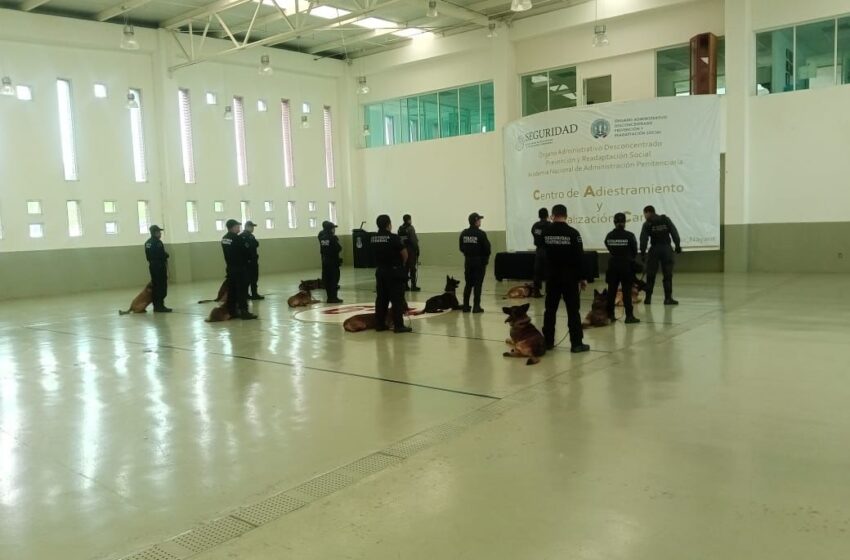  Adiestran a binomios caninos para operativos en penales de Michoacán