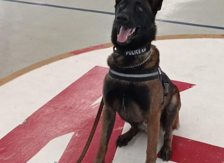  Adiestran a binomios caninos para operativos en penales de Michoacán