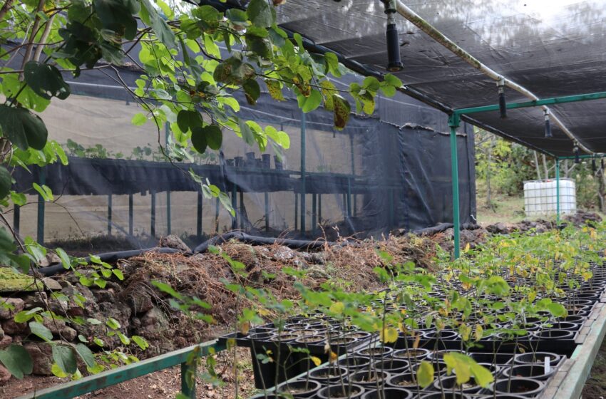 Secma contribuye a la recuperación de 47 especies de árboles en riesgo