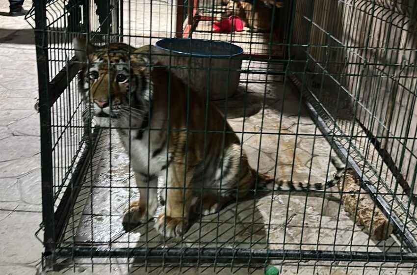  En cateo rescatan a 3 felinos en cautiverio, en Tinaja de Vargas