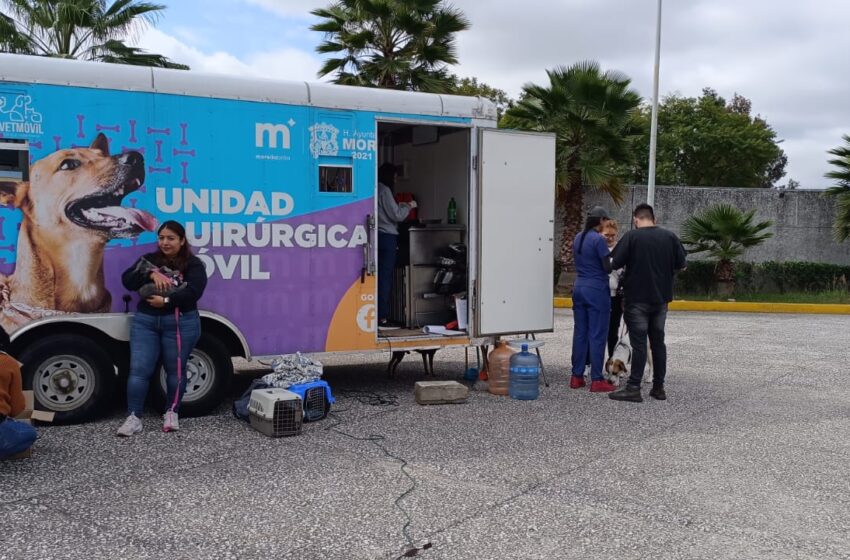  Ayuntamiento de Morelia eleva calidad en atención a caninos y felinos