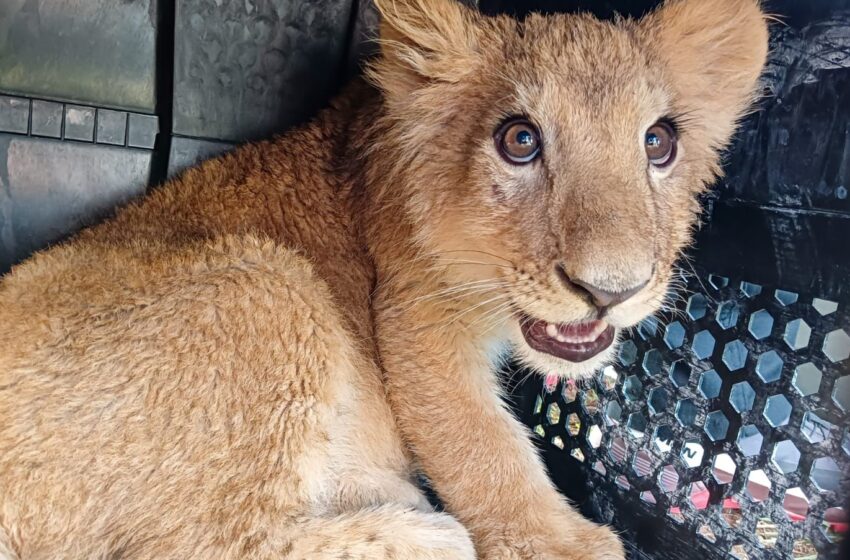  Llegan al zoológico de Morelia los 3 felinos rescatados