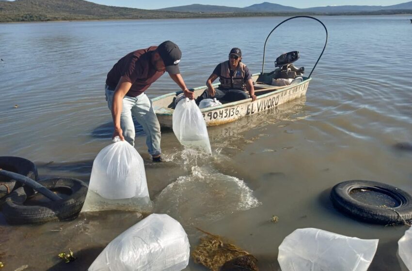  Compesca siembra 100 mil crías de tilapia en presa Melchor Ocampo