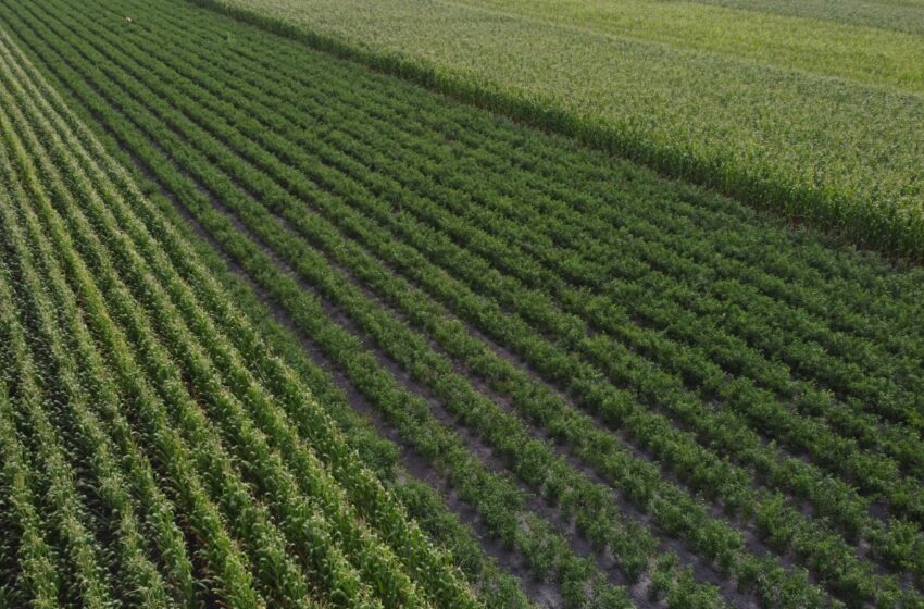 Michoacán, segundo lugar en aportación al PIB primario nacional