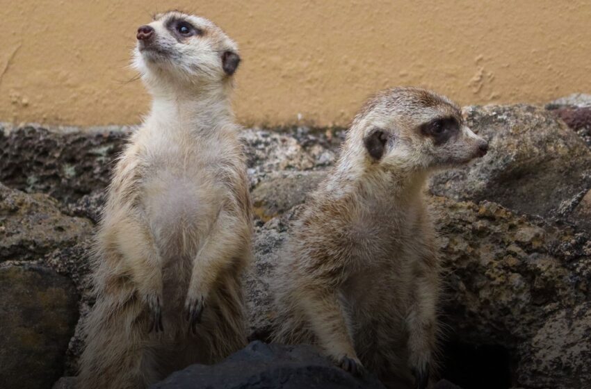 Suricatas, los nuevos huéspedes del Zoo de Morelia