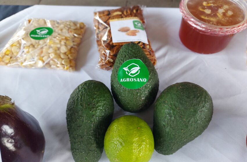  En transición agroecológica 78 mil hectáreas de cultivos: Sader