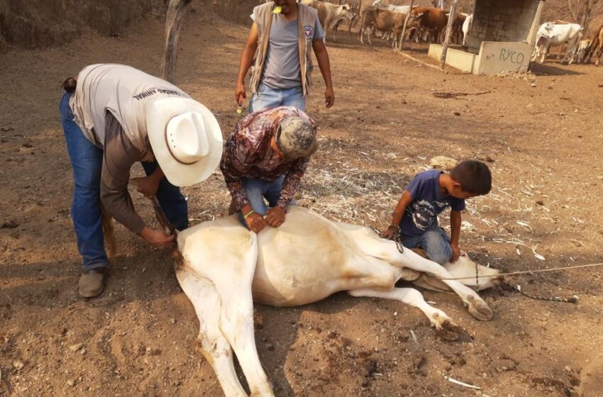  Inicia en Apatzingán revisión sanitaria de ganado bovino
