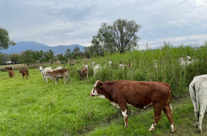  Michoacán aumenta 50 % el apoyo a compradores de ganado