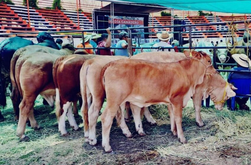  Michoacán busca abrir exportación de becerros de Tierra Caliente y Sierra Costa