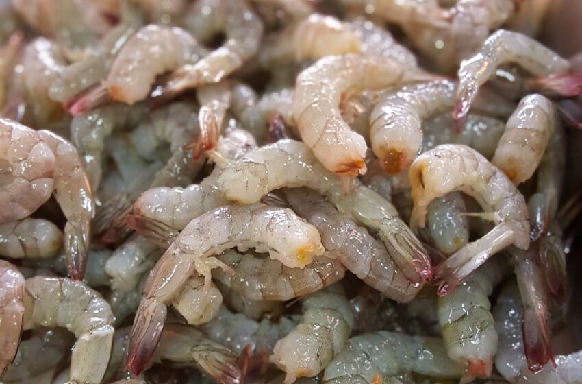 Reabre Compesca en Morelia punto de venta de pescados y mariscos