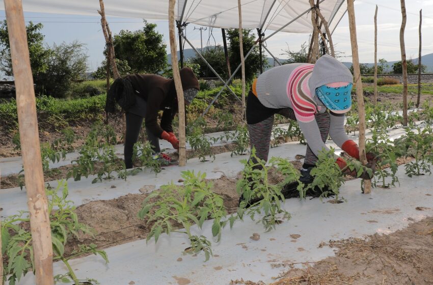 Acuerdan instituciones trabajar para dar mejores condiciones a jornaleros agrícolas