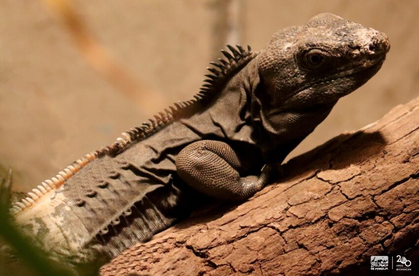 Una iguana cola espinosa, la nueva habitante del Zoo de Morelia