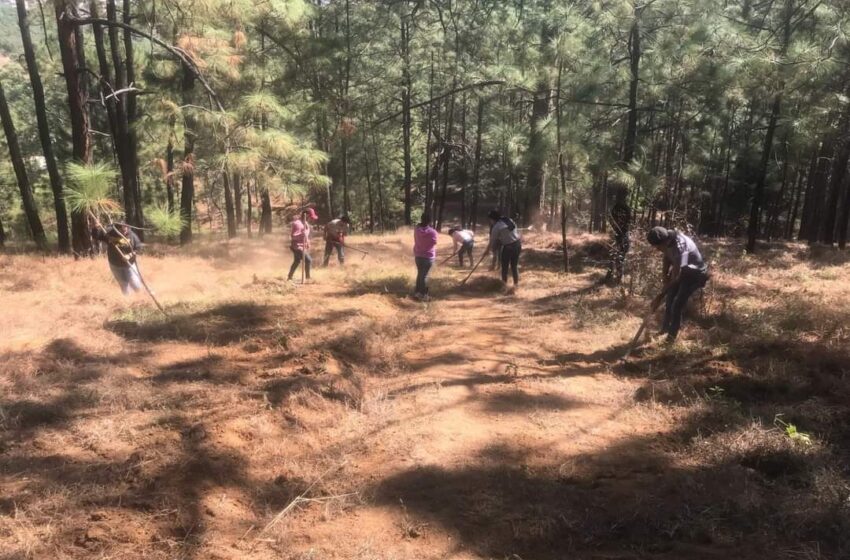  Estudiantes del Cecytem Tacámbaro dan mantenimiento a brechas cortafuego