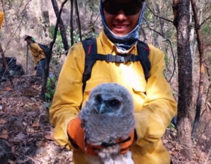  Brigadistas rescatan un búho cornudo y una gallinita de monte en incendios forestales