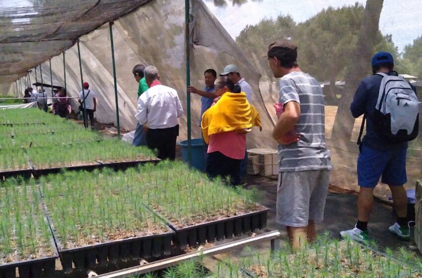  Avanza capacitación de producción de árboles para rescatar el lago de Pátzcuaro