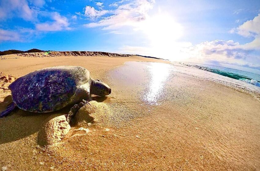 Día Internacional de la Tortuga: estas son las 3 especies que llegan a Michoacán