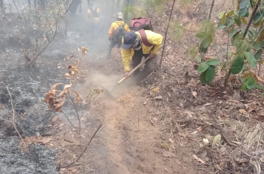  Controlado un 80 % incendio forestal en Hidalgo: Cofom