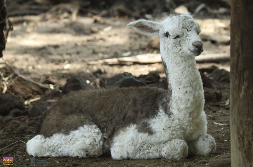  El nacimiento de una “llamita” emociona a visitantes del Zoológico