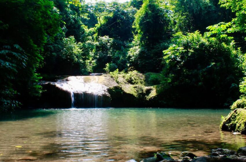  Michoacán protege más de 31 mil hectáreas de bosques tropicales secos