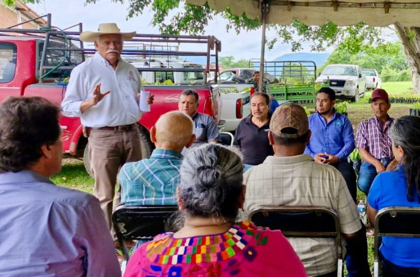  Sader apuesta a extender el cultivo de cacao en Michoacán