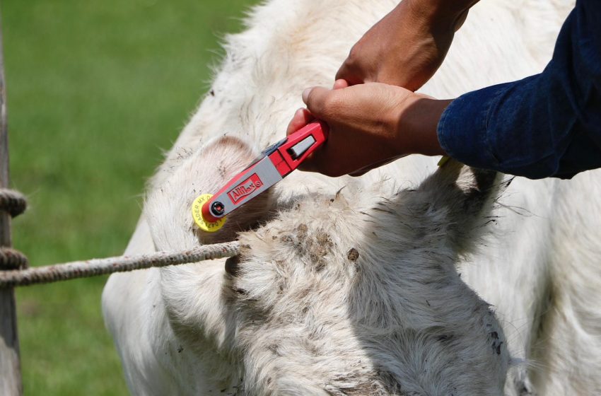  Llaman a productores pecuarios a actualizar información en Padrón Ganadero Nacional