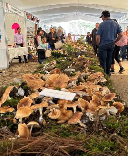 Este fin de semana Senguio te espera en su Expo Feria del Hongo