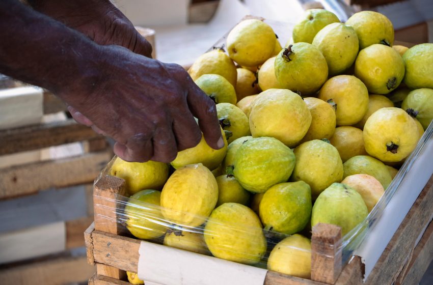  Estos son los requisitos para lograr la inocuidad y sanidad de cultivos de guayaba: Sader