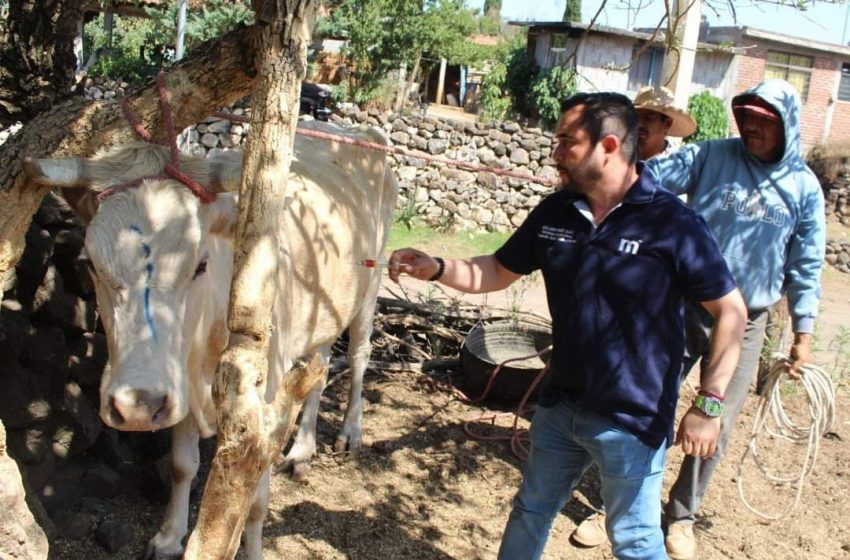 Gobierno de Alfonso Martínez apoya a productores ganaderos