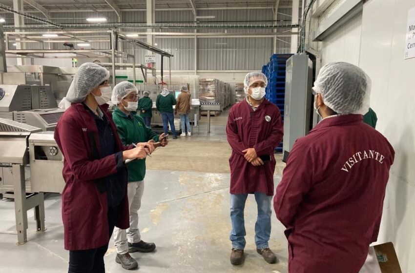 Estos son los criterios para certificar las huertas de aguacate