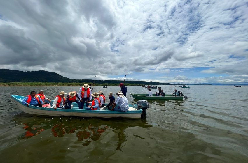  Arranca Gobierno estatal siembra de un millón de crías de tilapia en el lago de Cuitzeo