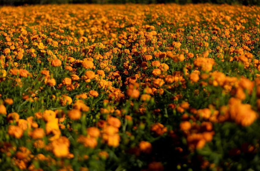 Vive la experiencia de recorrer los campos de cempasúchil en Copándaro